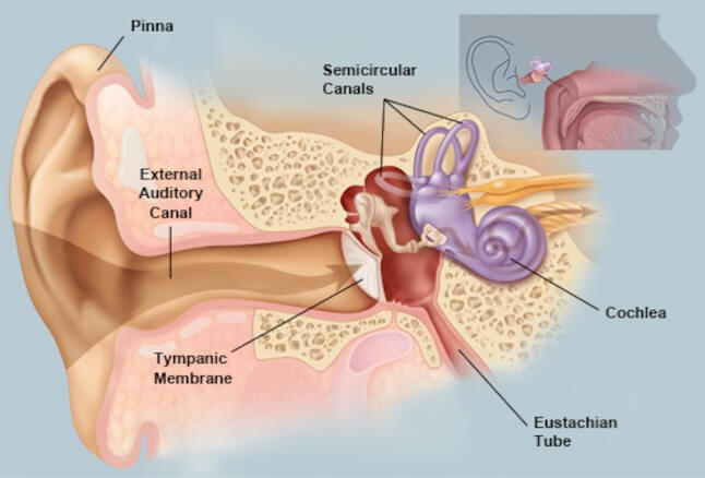 Ear Canal Microsuction