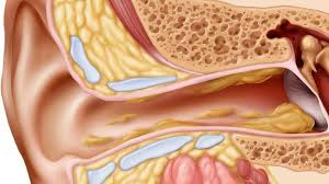 ear canal detail